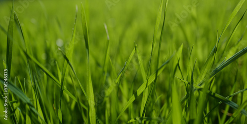 Plant organic texture. Grass. Fresh green spring grass with dew drops.