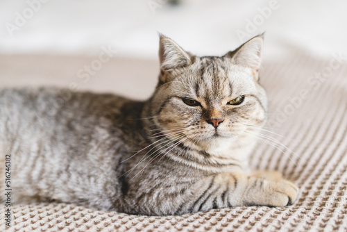 Scottish Straight Cute Cat Portrait. Happy Pet. Gray Scottish Straight cat sleeping. Portrait of a beautiful cat