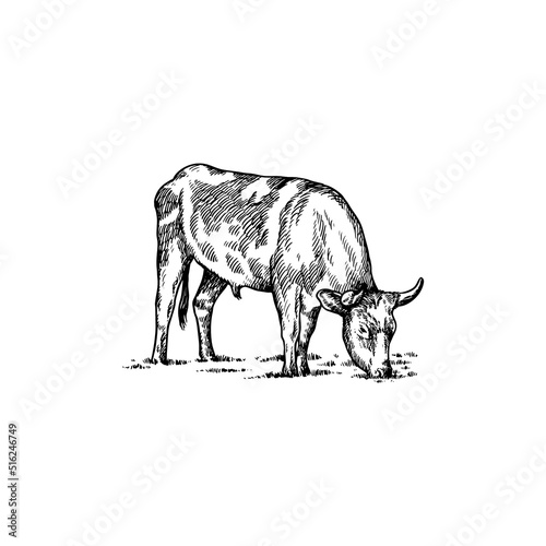Cow vector hand drawn illustration