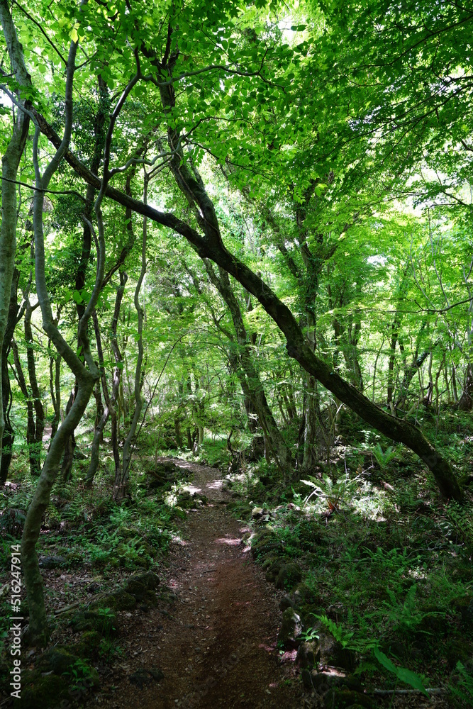 fine spring forest in the refreshing sunlight