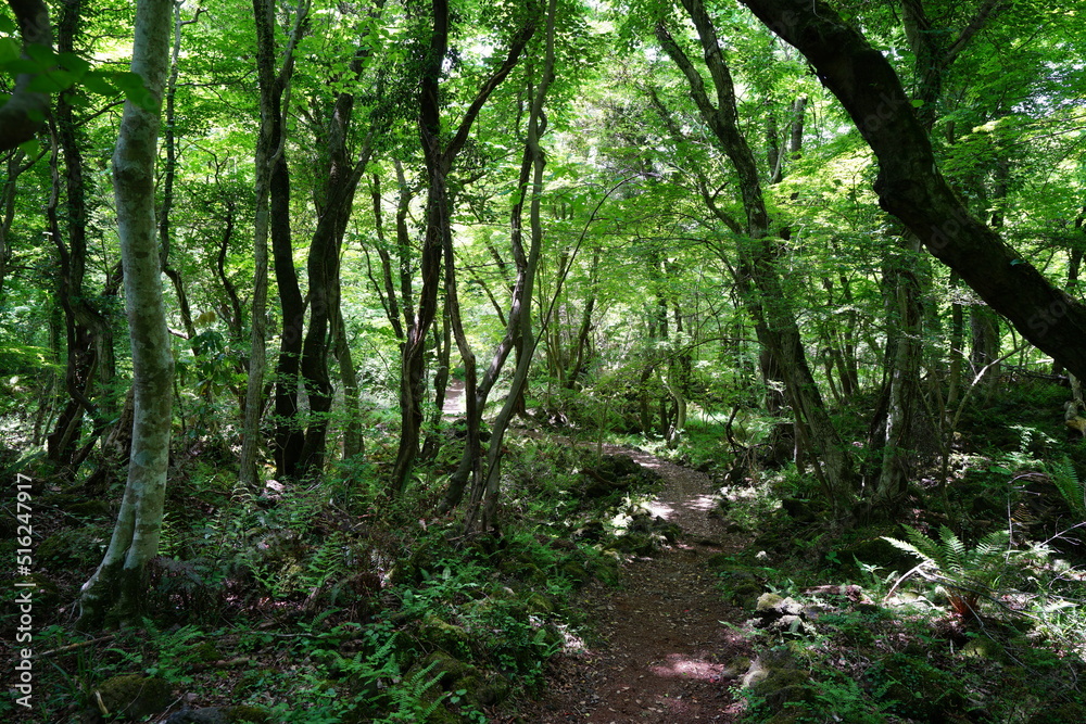 fine spring forest in the refreshing sunlight fine spring forest in the refreshing sunlight