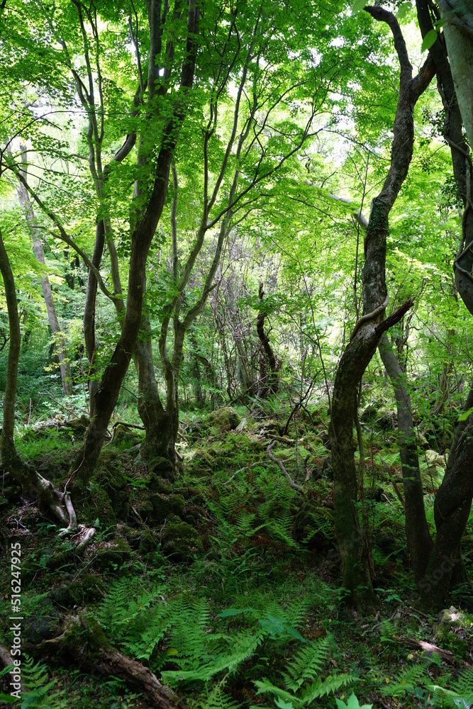 Obraz premium thick wild forest with mossy rocks and old trees