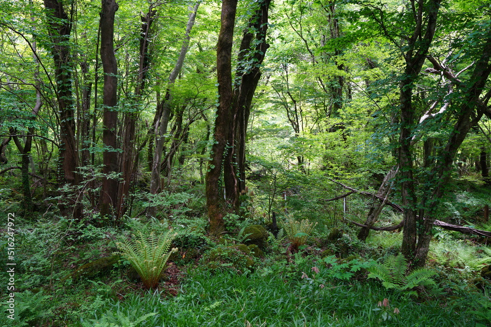 Obraz premium thick wild forest with mossy rocks and old trees