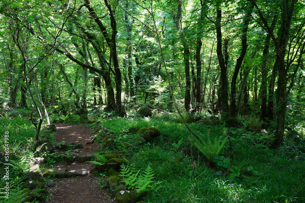 Fototapeta premium fascinating dense forest with fine pathway
