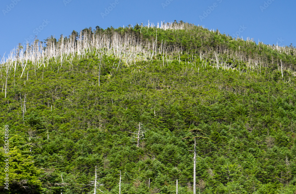 Obraz premium 北八ヶ岳ロープウェイ山頂の坪庭自然園からみた縞枯山