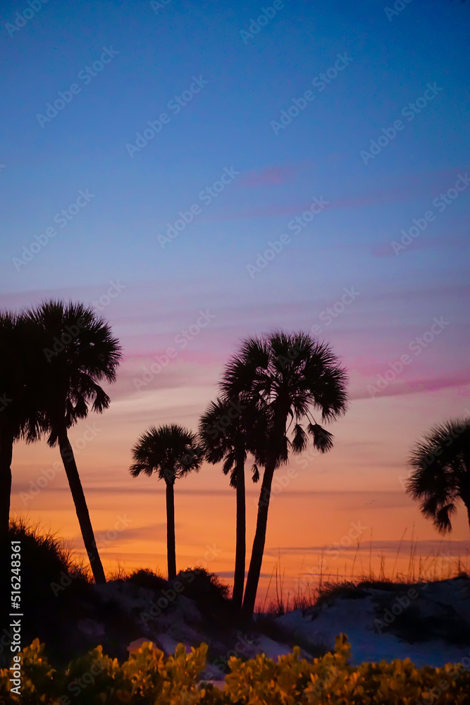 group of palm trees in front of sunset