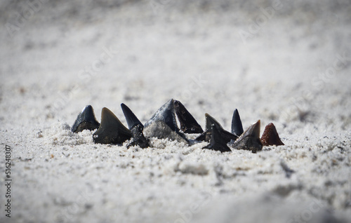 collection of shark teeth on the beach photo