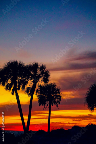 palm trees in front of colorful sunset