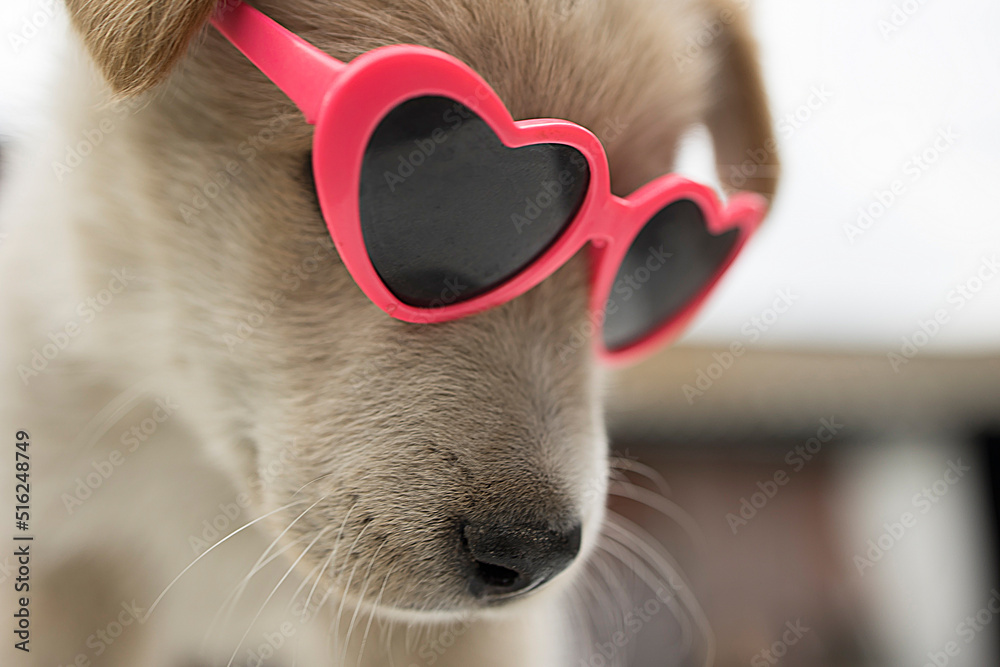 Funny and cute puppy with heart shaped glasses Stock Photo Adobe Stock