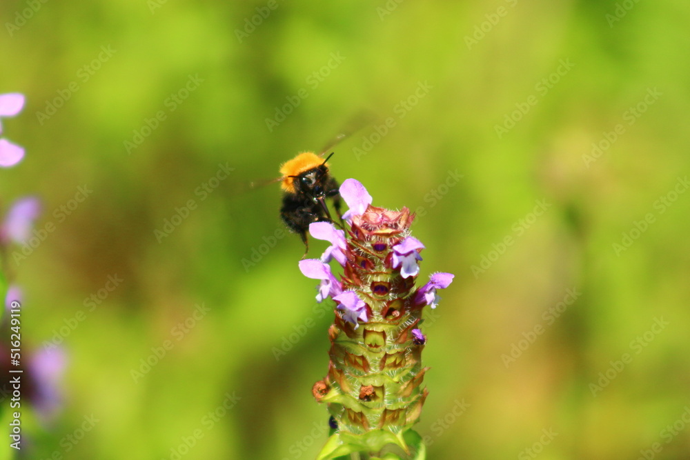 flowers and birds are natural lifes beatuy flowers and birds are natural lifes beatuy