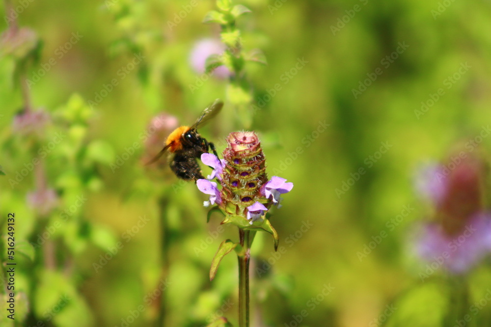 flowers and birds are natural lifes beatuy flowers and birds are natural lifes beatuy