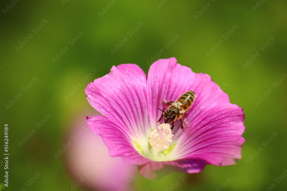 flowers and birds are natural lifes beatuy flowers and birds are natural lifes beatuy