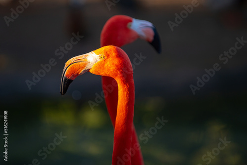 Close up portrait of pink Flamingo in nature. Phoenicopterus ruber in close contact with the female. Beauty Flamingos.