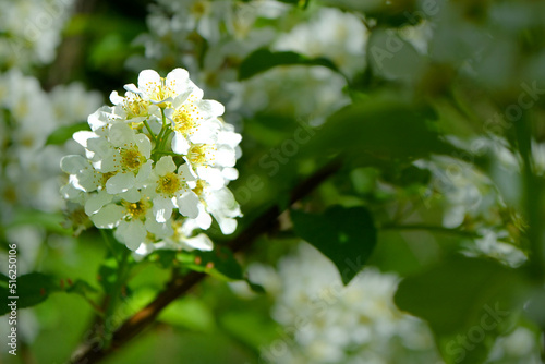 Flower and Leafs of apple cherry blossom in spring