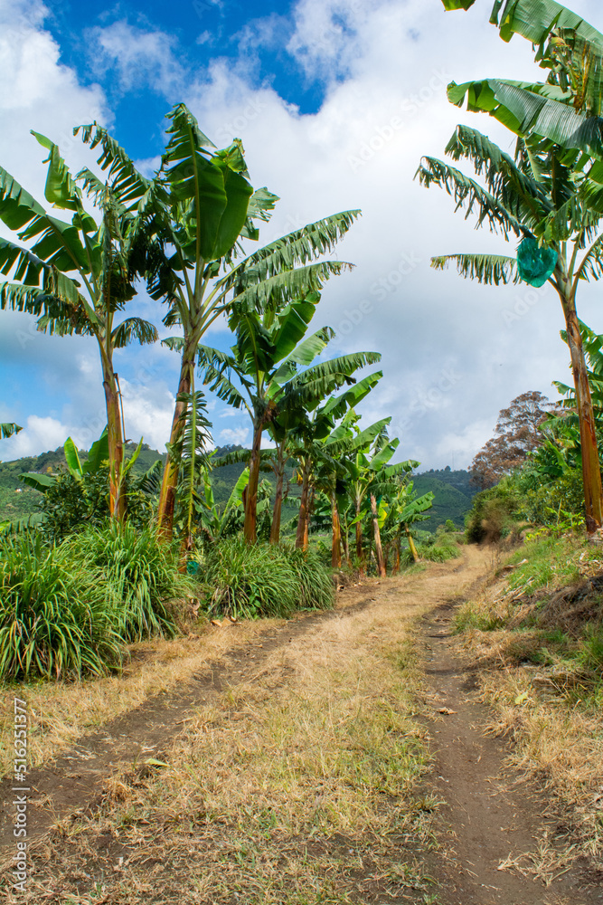 Obraz premium cosecha de platano