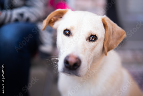 portrait of a dog