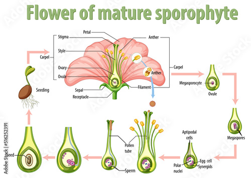 Diagram showing flower of mature sporophyte