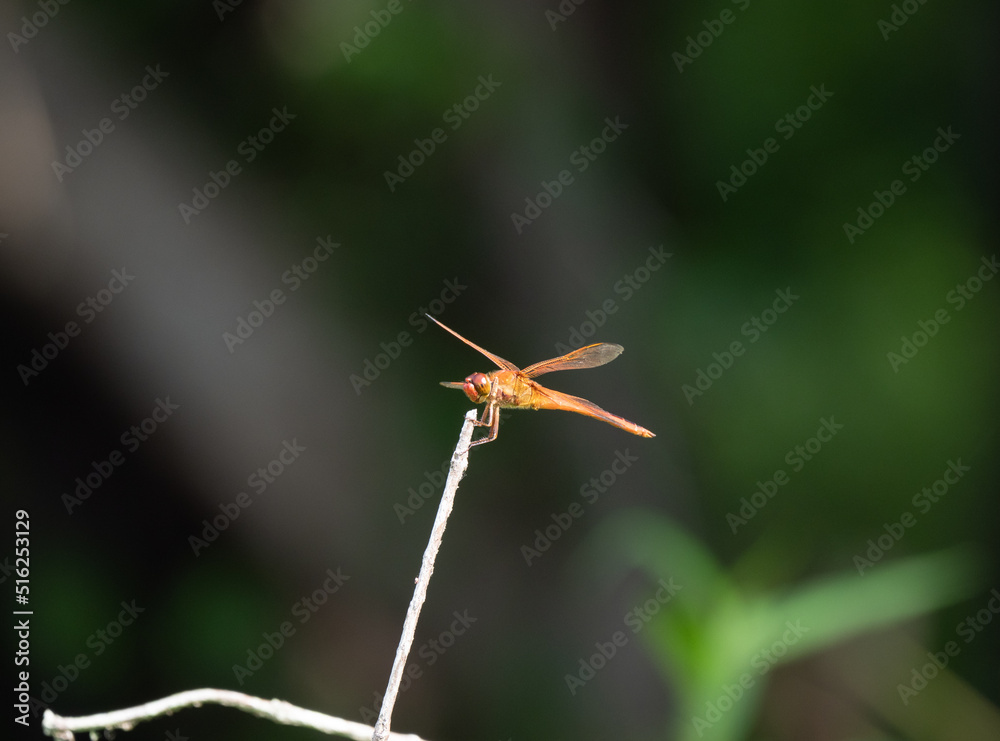 Sunlit Golden-Winged Skimmer Dragonfly Perched on a Dried Branch shown in Profile Sunlit Golden-Winged Skimmer Dragonfly Perched on a Dried Branch shown in Profile