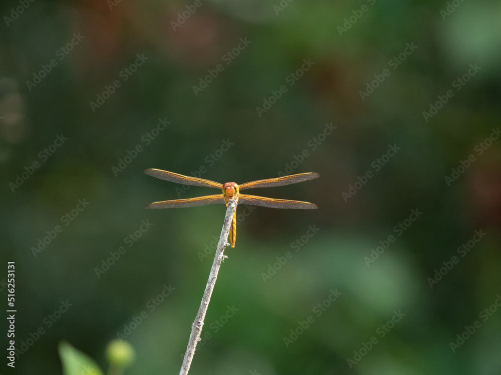Sunlit Needham's Skimmer Dragonfly Facing Camera Perched on a Dried Branch Sunlit Needham's Skimmer Dragonfly Facing Camera Perched on a Dried Branch