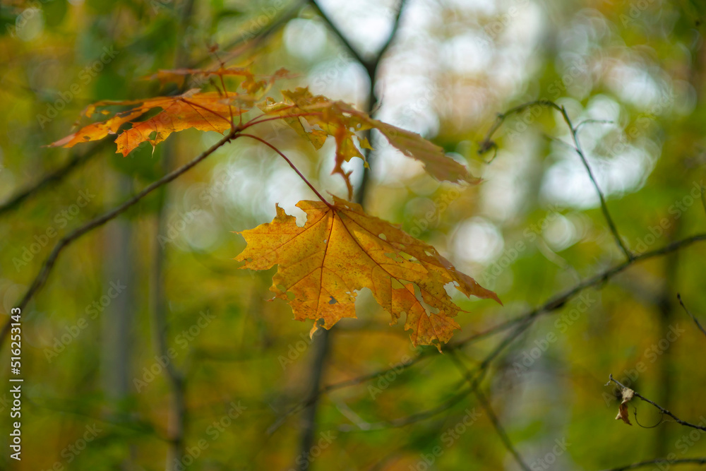 Maple branch with orange foliage against the backdrop of an autumn blurred forest. Wallpaper. Maple branch with orange foliage against the backdrop of an autumn blurred forest. Wallpaper.