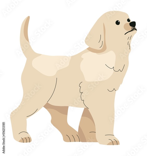 Labrador puppy  canine animals  domestic pets