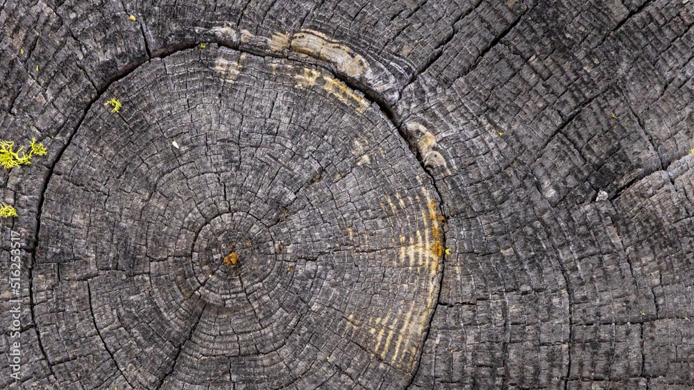 Fototapeta premium Old Tree Stump with Rings