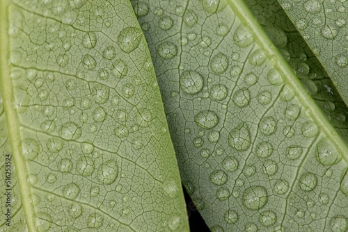 green leaf with water drops