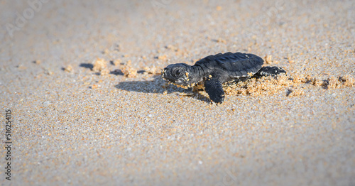 Cute baby Olive ridley sea turtle hatchling crawling towards the sea. Isolated Baby turtle on the sandy beach. photo