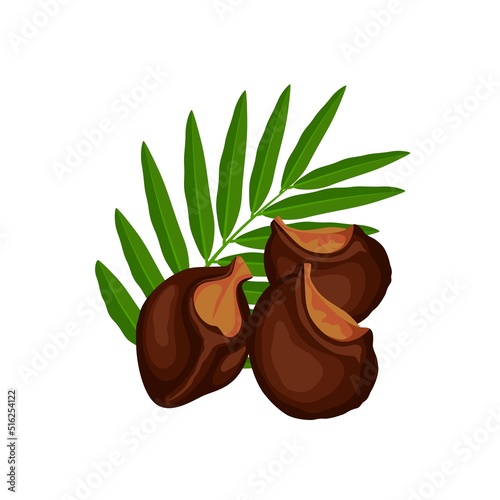 Vector illustration, soapnut or sapindus rarak, also known as sapindus mukorossi, natural detergent, isolated on a white background.