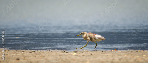 Chinese pond heron (Ardeola Bacchus) Aims onto a fish and slowly reaching in the lake shore.