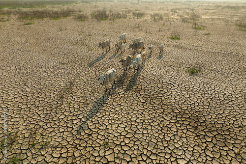 Animals and Climate change, Thin cows walking on dry cracked earth looking for fresh water due lack of rain, an impact of drought and World Climate change.