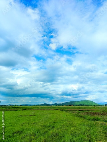 Green rice field and blue sky beautiful nature landscape in Thailand
