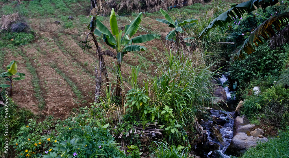Natural scenery of peaceful village life in Cianjur, West Java. Indonesia.
Plantations, farms, houses and large lands are beautiful spots for photos
Natural scenery of peaceful village life in Cianjur, West Java. Indonesia.
Plantations, farms, houses and large lands are beautiful spots for photos