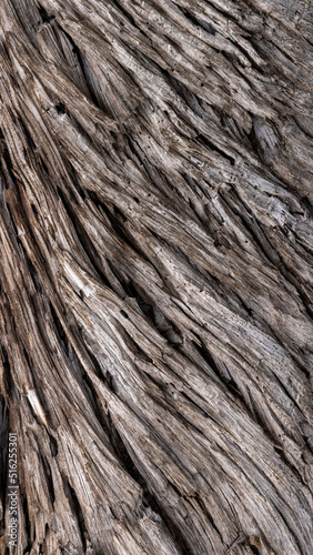 Flowing Wood Grain Texture of Weathered Tree