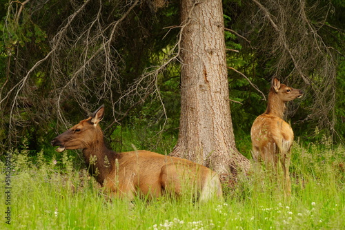 Elk cow with calf resting in the woods