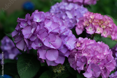 Beautiful purple hydrangea in a rainy day. Flower in bloom in June.