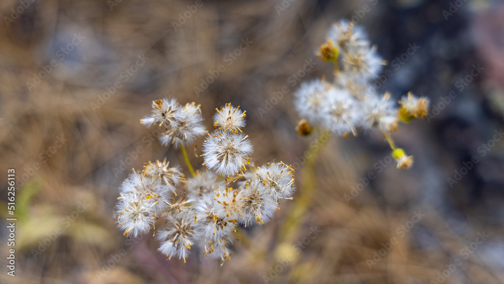Pretty Dandelions Flower Seeds in the Forest Pretty Dandelions Flower Seeds in the Forest