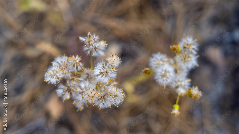 Pretty Dandelions Flower Seeds in the Forest