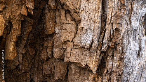 Wood Texture Old Tree in Forest