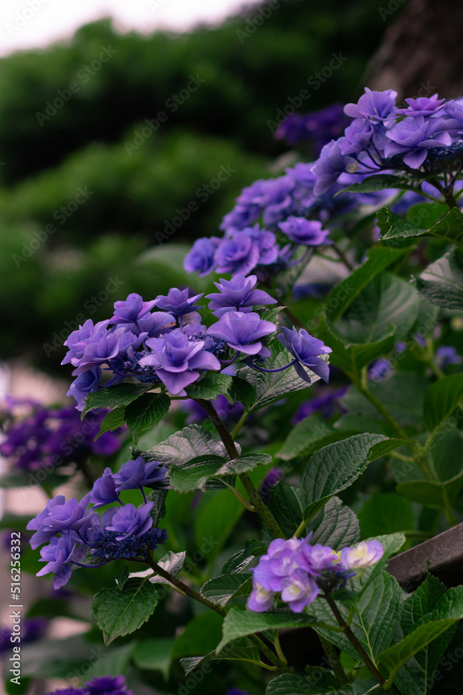 Blue hydrangea flowers. In the Japanese garden. Blue hydrangea flowers. In the Japanese garden.