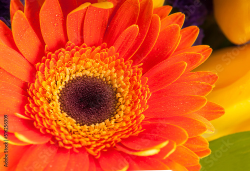 Gerbera flower close up isolated on white background