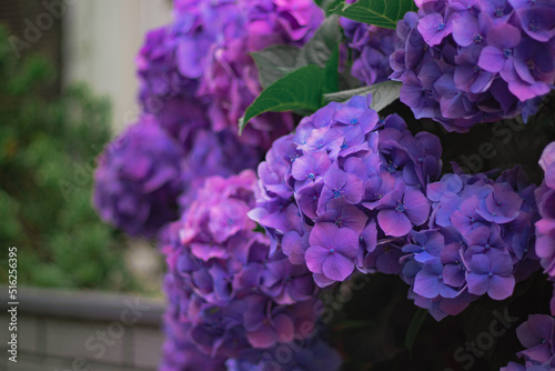 Purple Hydrangea flowers are in bloom in the hydrangea garden. It is a close-up photo of Hydrangea. photo