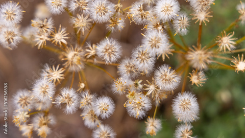 Pretty Dandelions Flower Seeds in the Forest