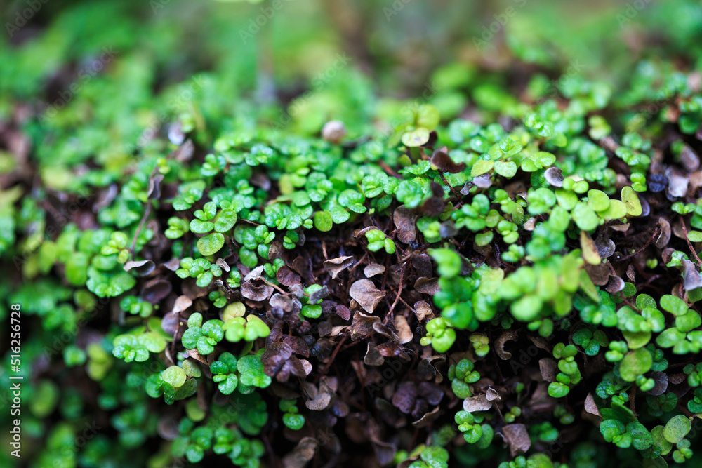 Soleirolia or helksin leaf texture. Leaves closeup background. Soleirolia soleirolii plants, green background Soleirolia or helksin leaf texture. Leaves closeup background. Soleirolia soleirolii plants, green background