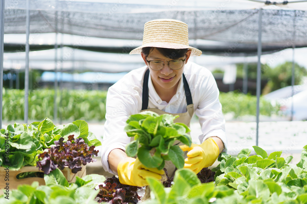 Hydroponic vegetable concept, Young Asian man picking fresh salad in hydroponic farm