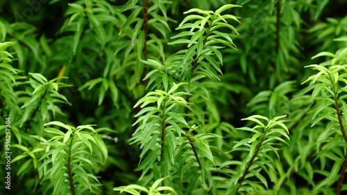 Wrightia religiosa leaves background  copy space.