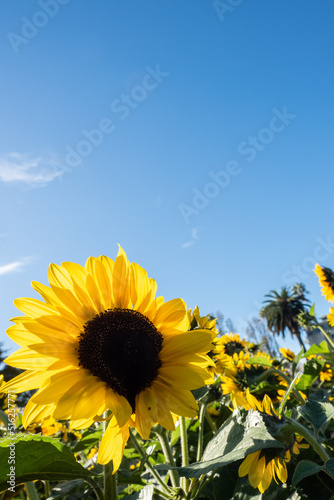 Sunflowers in bright sunlight with bright blue sky background