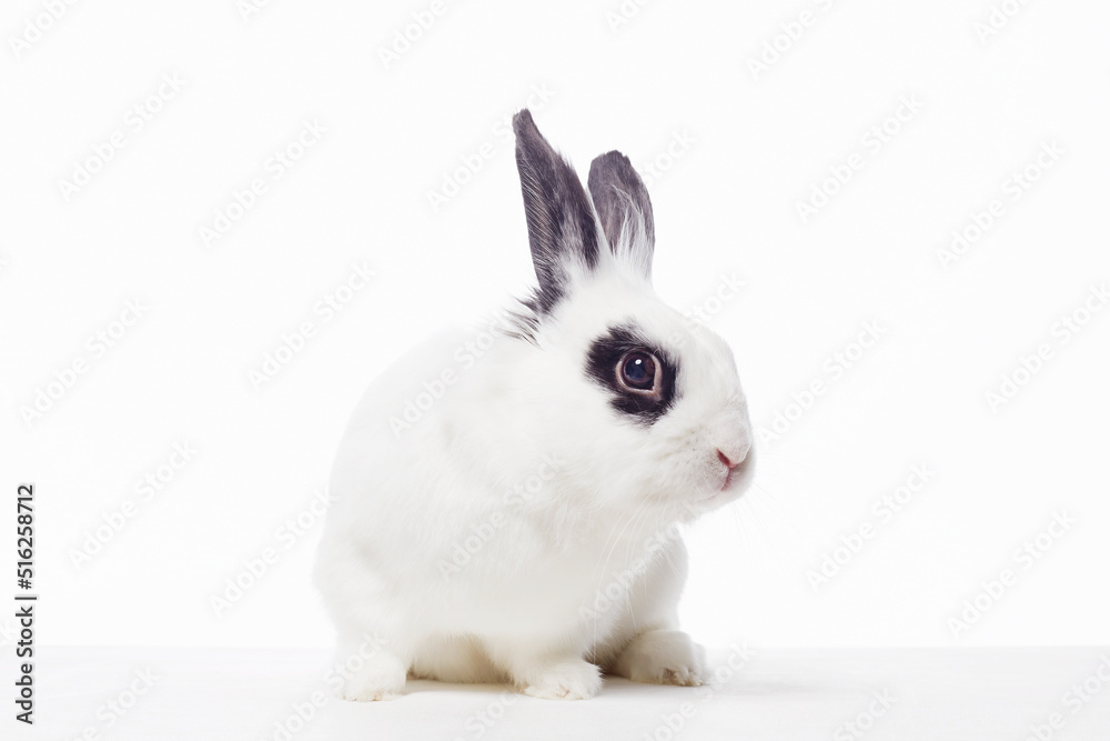 Fototapeta premium white rabbit with black ears and eyes. Funny fluffy rabbit
