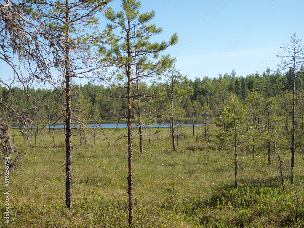 Obraz premium small lake and a swamp