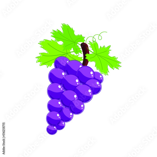 Grape with Ellipsoid Berries Growing in Cluster Vector Illustration